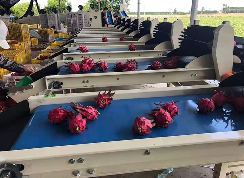 images/1657879368494dragon fruit sizer.jpg